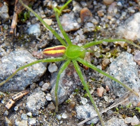 Цветочный паучок