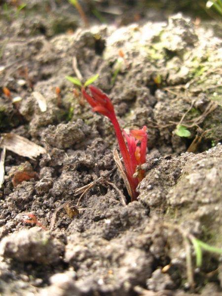 Продлить блаженство
