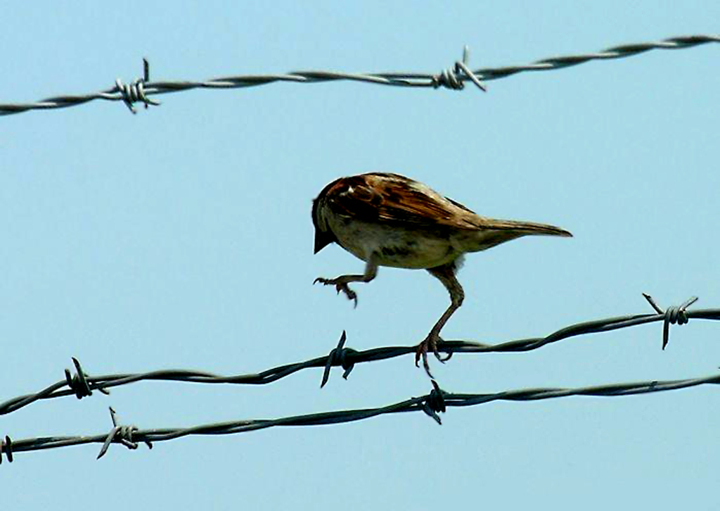 1. Гость. Стукач. Молчун