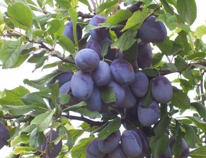 С шумом падают с веток созревшие сливы