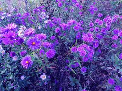 Тамара Тамара