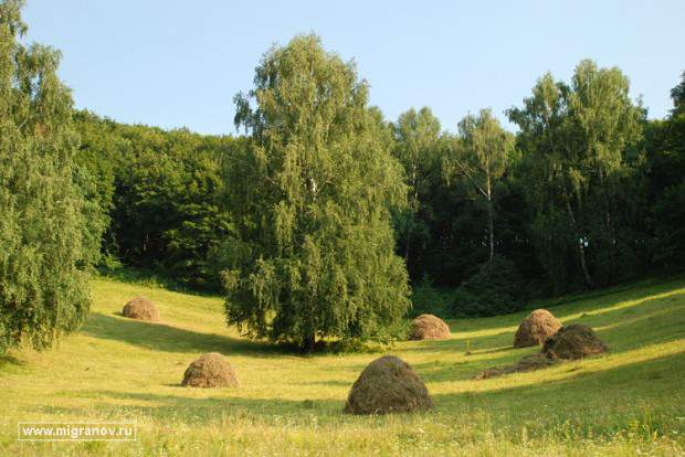 Срез на березе