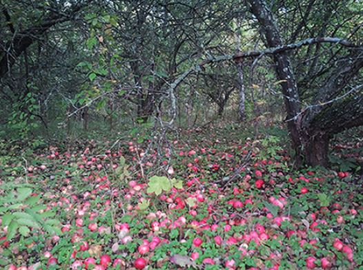 Колхозный сад