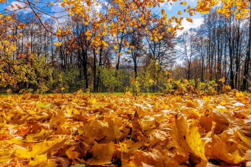 Листопад картинки для детей