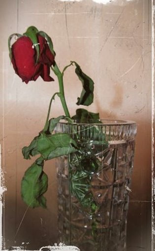 Цветы, рожденные на воле