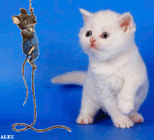 Котёнок и мышка