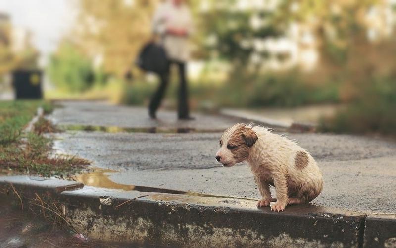 Щенок. Раннее