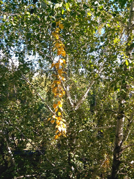 Неужели снова осень?