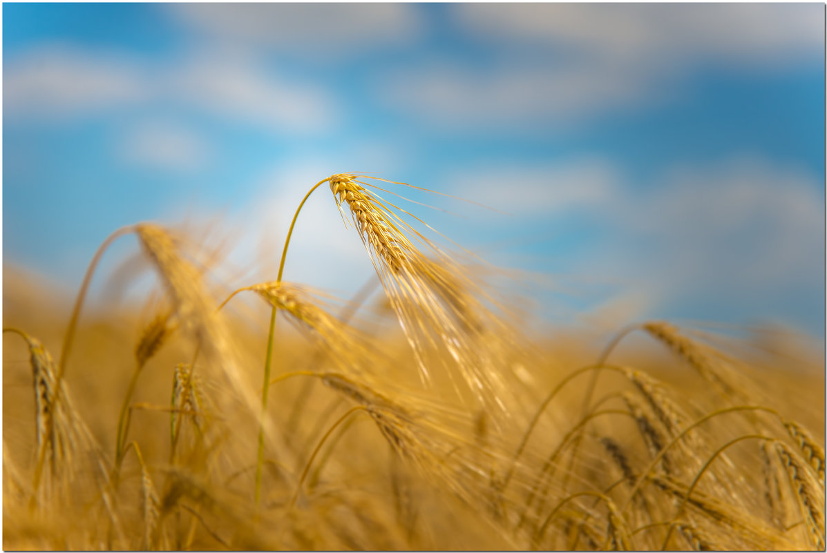 Помоги мне видя - видеть