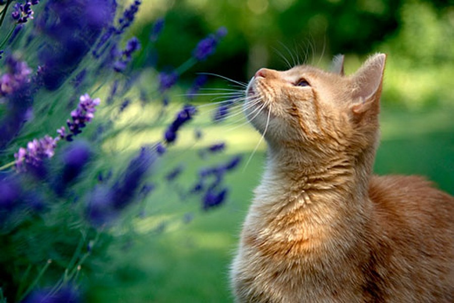 Догонять мечты