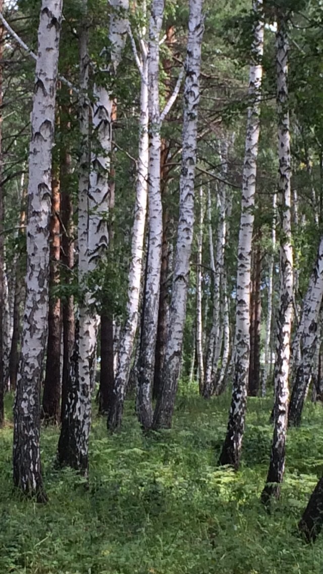 Охмуряет любое, дыша вкусным, медовым...