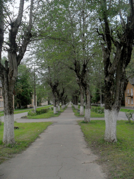 Аллей тополя