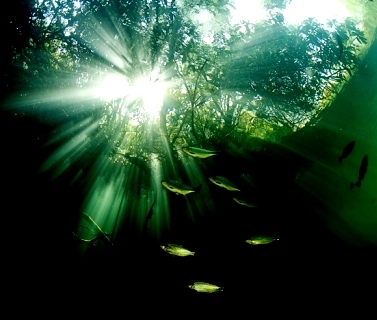 Тень, потерянная на дне...