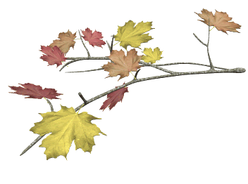 Ветви качаются. Осенняя ветка на прозрачном фоне. Осенняя веточка на прозрачном фоне. Падающие листья. Осенняя ветка на прозрачном фоне гиф.