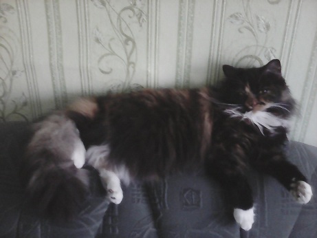 Кошка Бусинка