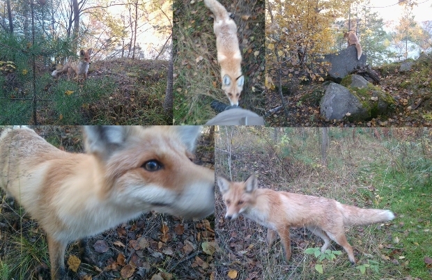 Давно заметил неизменно-любопытную картину...