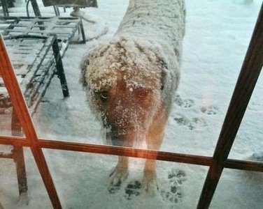 Холод, пёс и голод