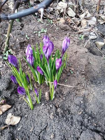 Что ты чувствуешь, мама. Мирослав Б. Душанич