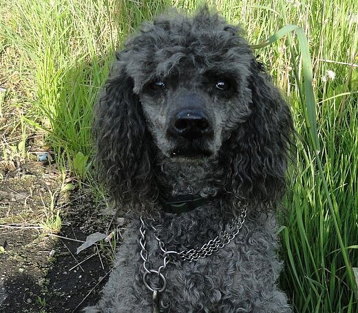 Строки о моей собаке...