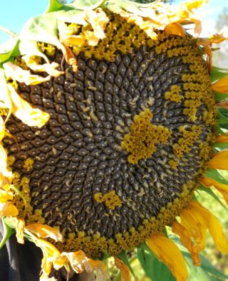 Ухтинский подсолнух