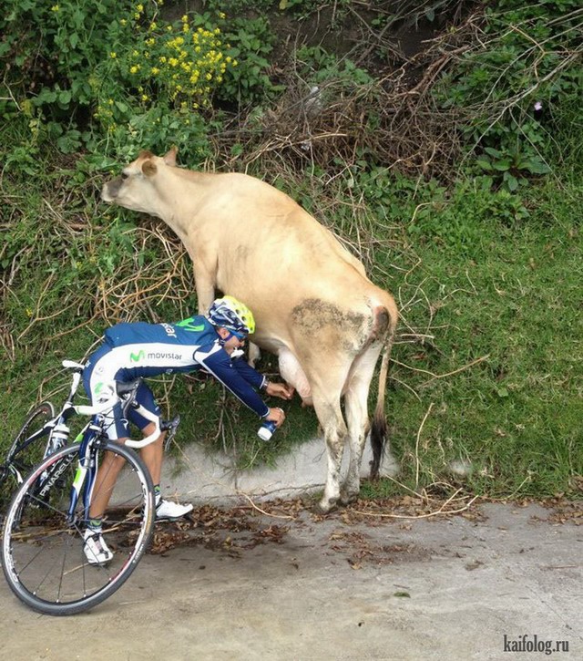 Подружуся я с бурёнкой