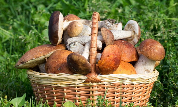 Единство в природе