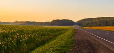 Подсолнухи