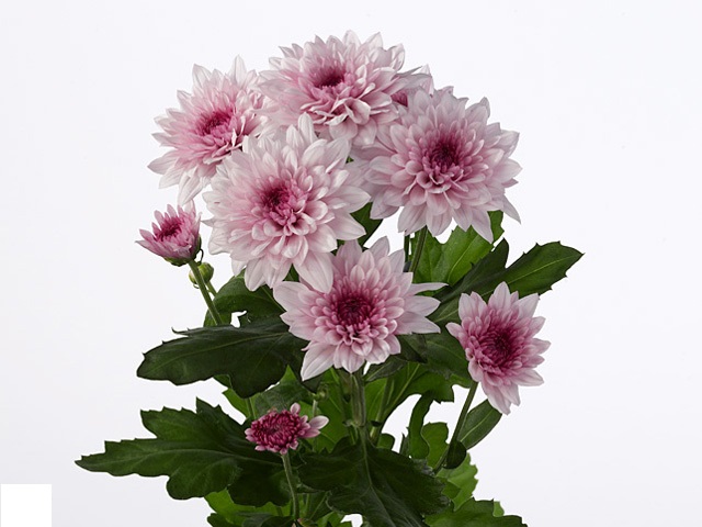 Куст хризантем