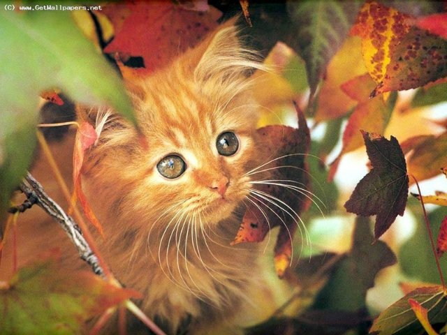 Багряно красно золотого!