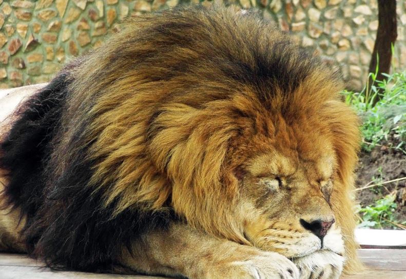 Паршивец Амур