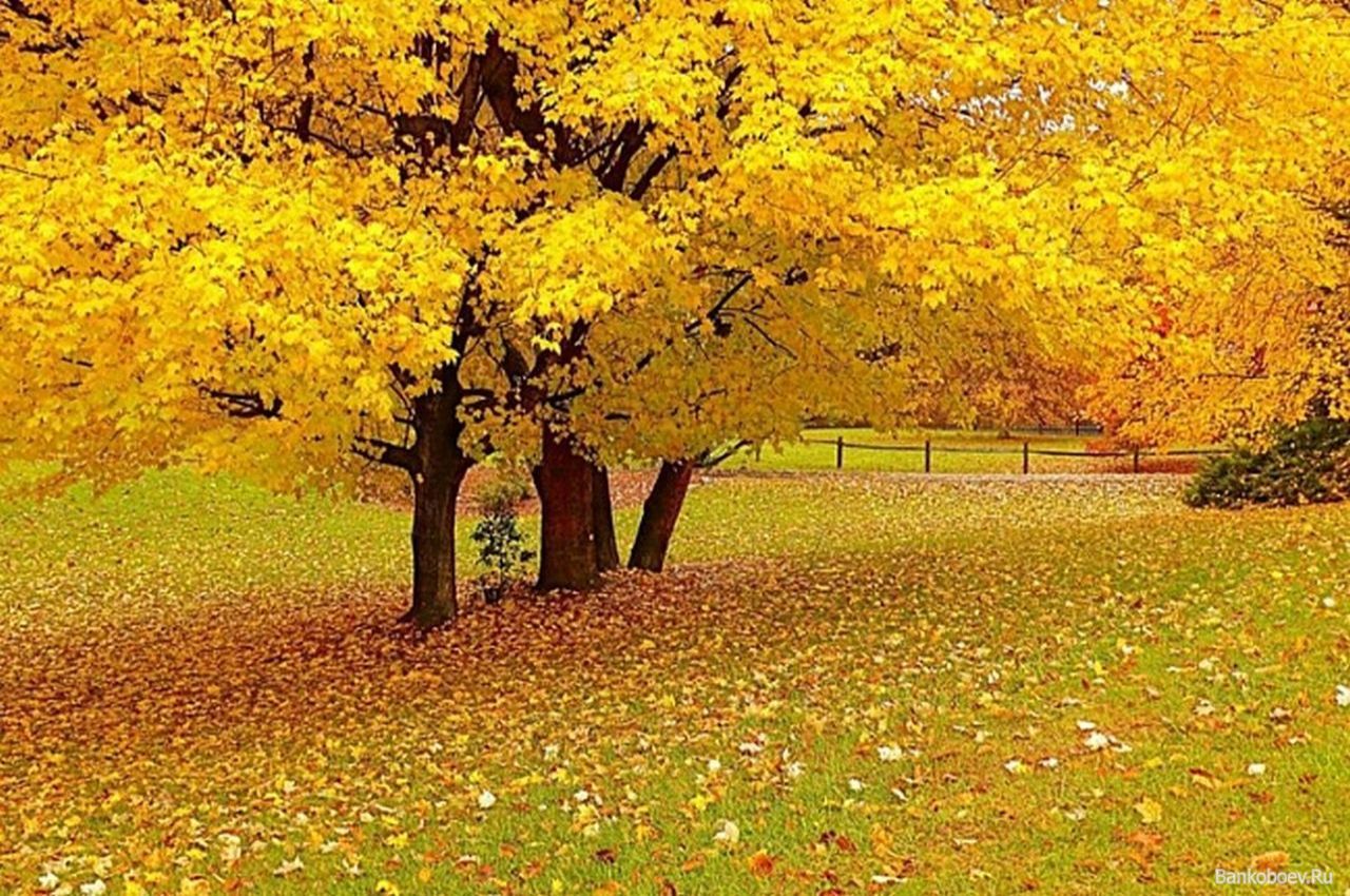 Золотом заполыхала листва место сбора. Золотая осень. Картинки на тему осень. Золотая осень картинки. Осень блюз опавших листьев.