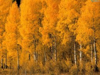 Осенняя пора