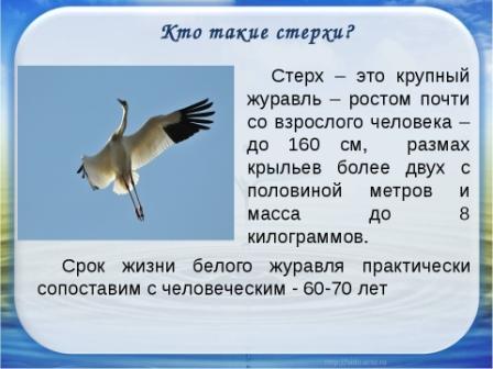 Сколько живут журавли. Сообщение о птице Стерх краткое. Красная книга России Стерх. Белый журавль красная книга краткое описание для 2. Белый журавль Стерх краткое.