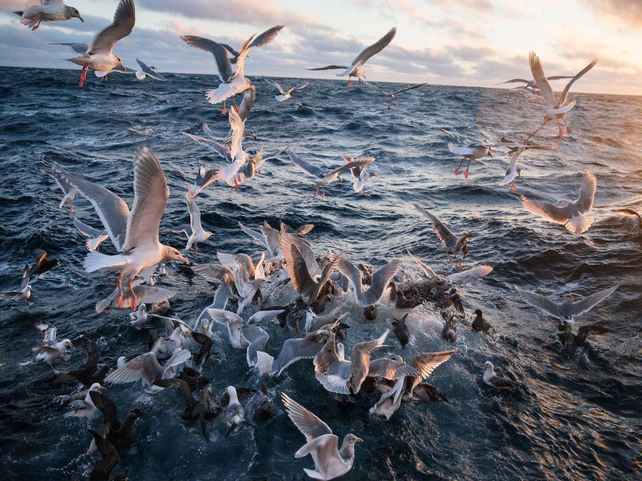 Берингово море рыбалка