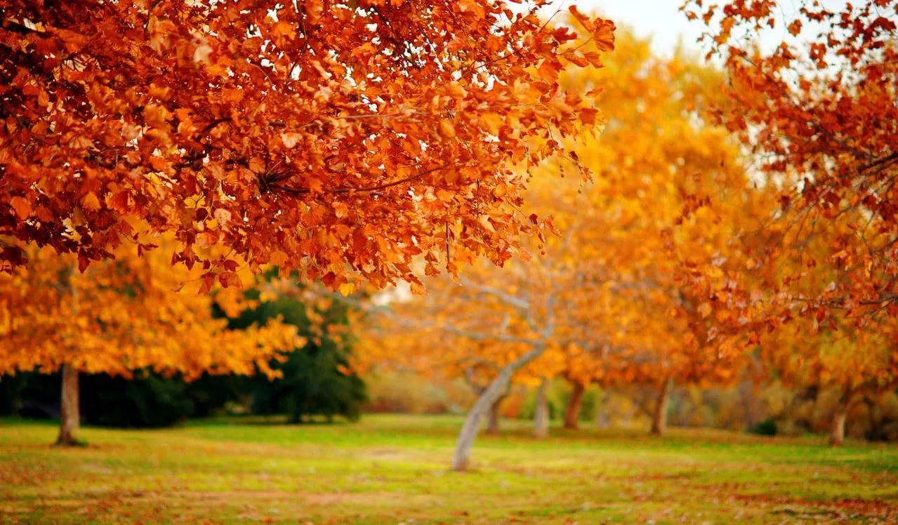 Багряный лист