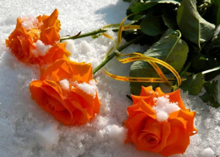 Желтые розы