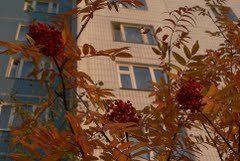 Осень за окном