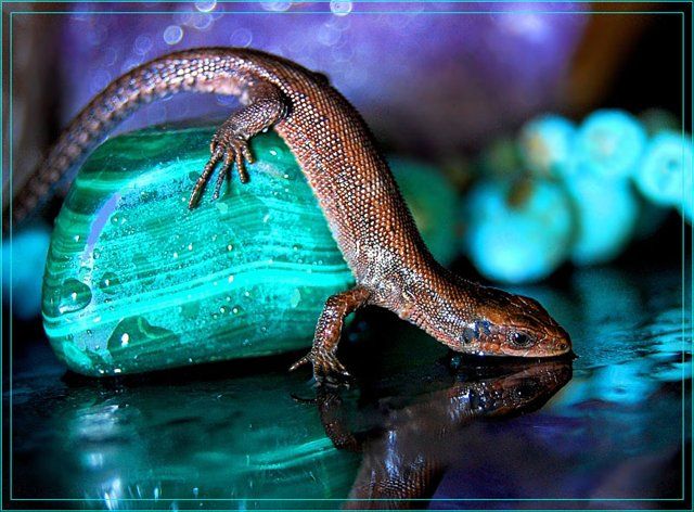 Ящеркин Дар