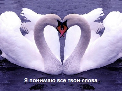 Миклош Форма Я понимаю все твои слова
