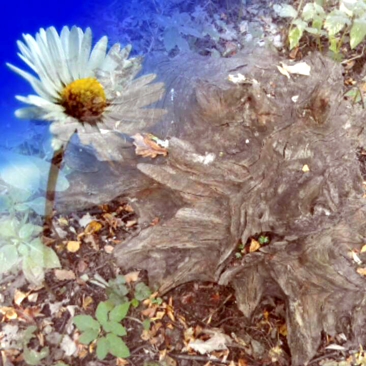 Пень и ромашка. баллада-шутка