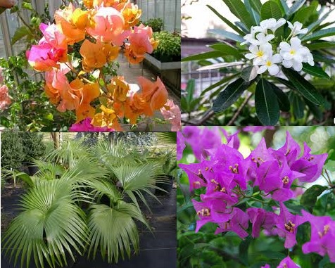 Дождика невеста