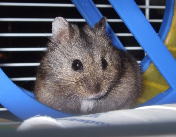 Хома Даша - радость наша