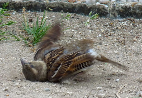 arrow sparrow