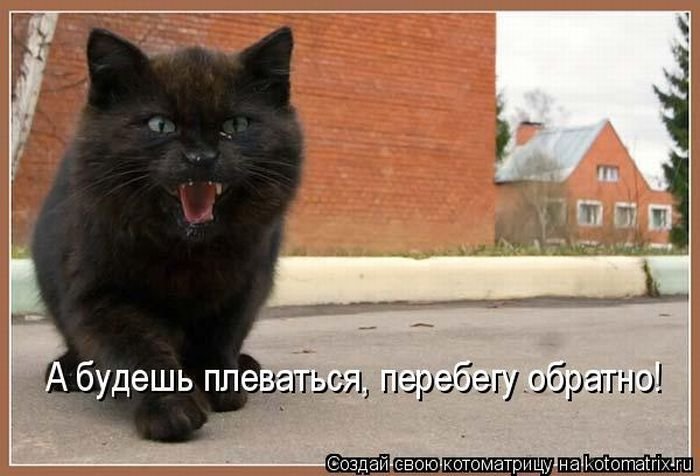 Кот чёрный, беспризорный. ЭКС