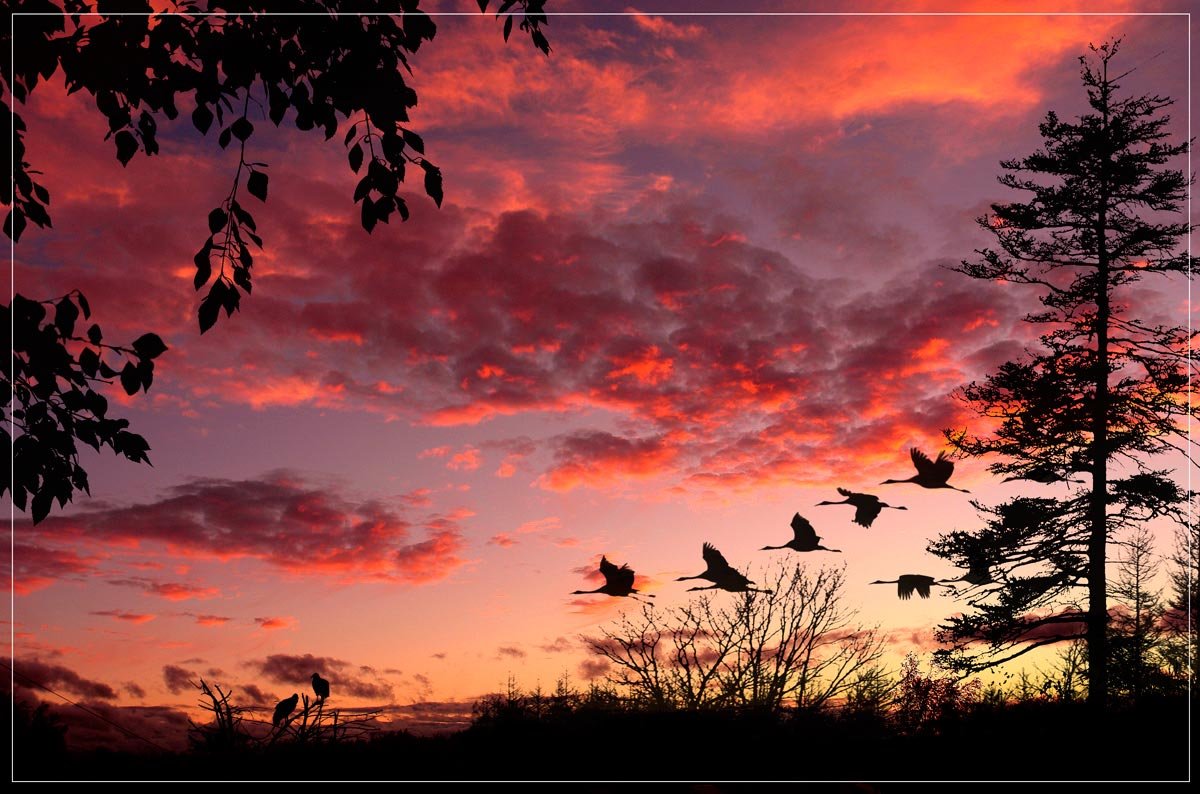 Птицы улетают осенью песня. Картина журавлиный Клин Туманов. Птицы улетают. Птицы на закате. Красный закат с птицами.