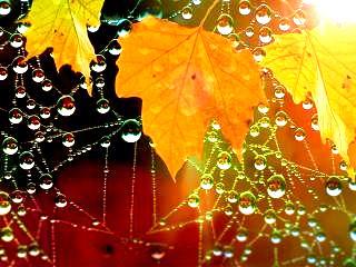 Бусинки-росинки