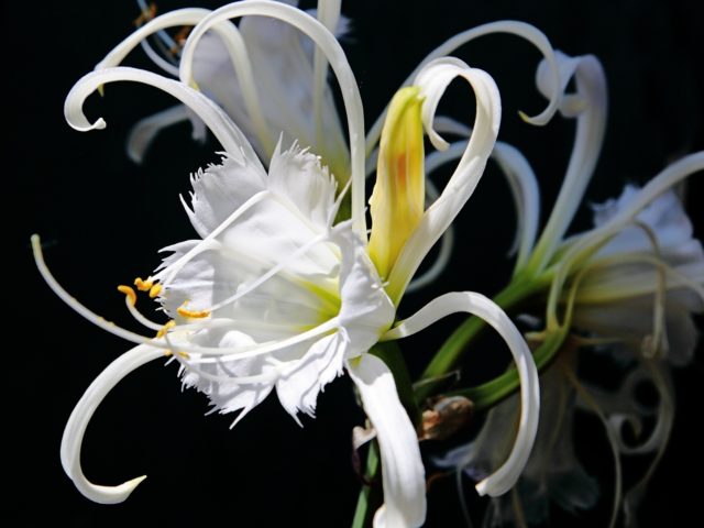 И тишина и сквозняки