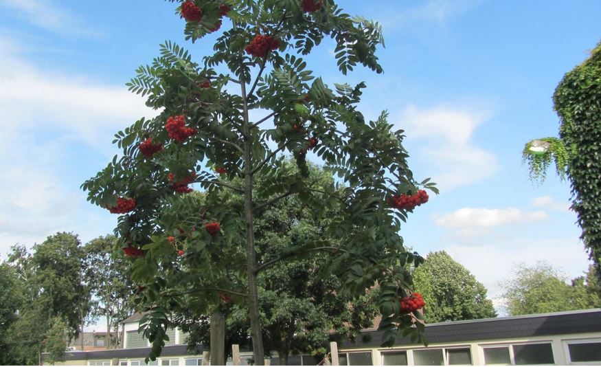 Цвет рябины-алый