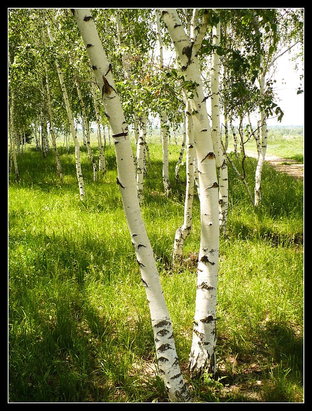 Береза. Березовая роща иркутск. Березового 2 русский. Березового 2 русский. Берёзовая роща орехово-зуево.