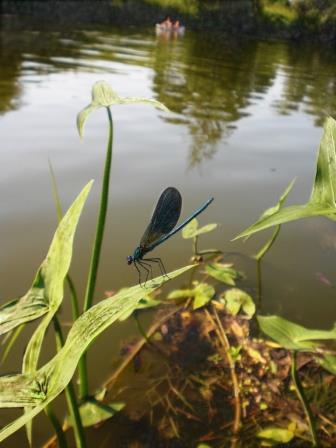 Кувшинки - вальс водомерок совместно с А. Сахаровы
